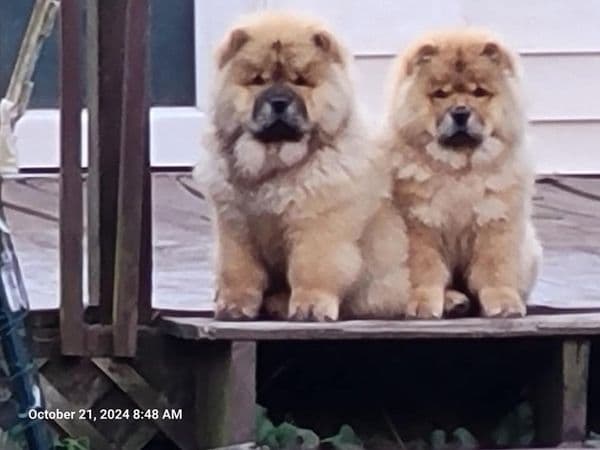 Grand Champion Sired 2 smooth Chow Chow Puppies Available breeder image 24