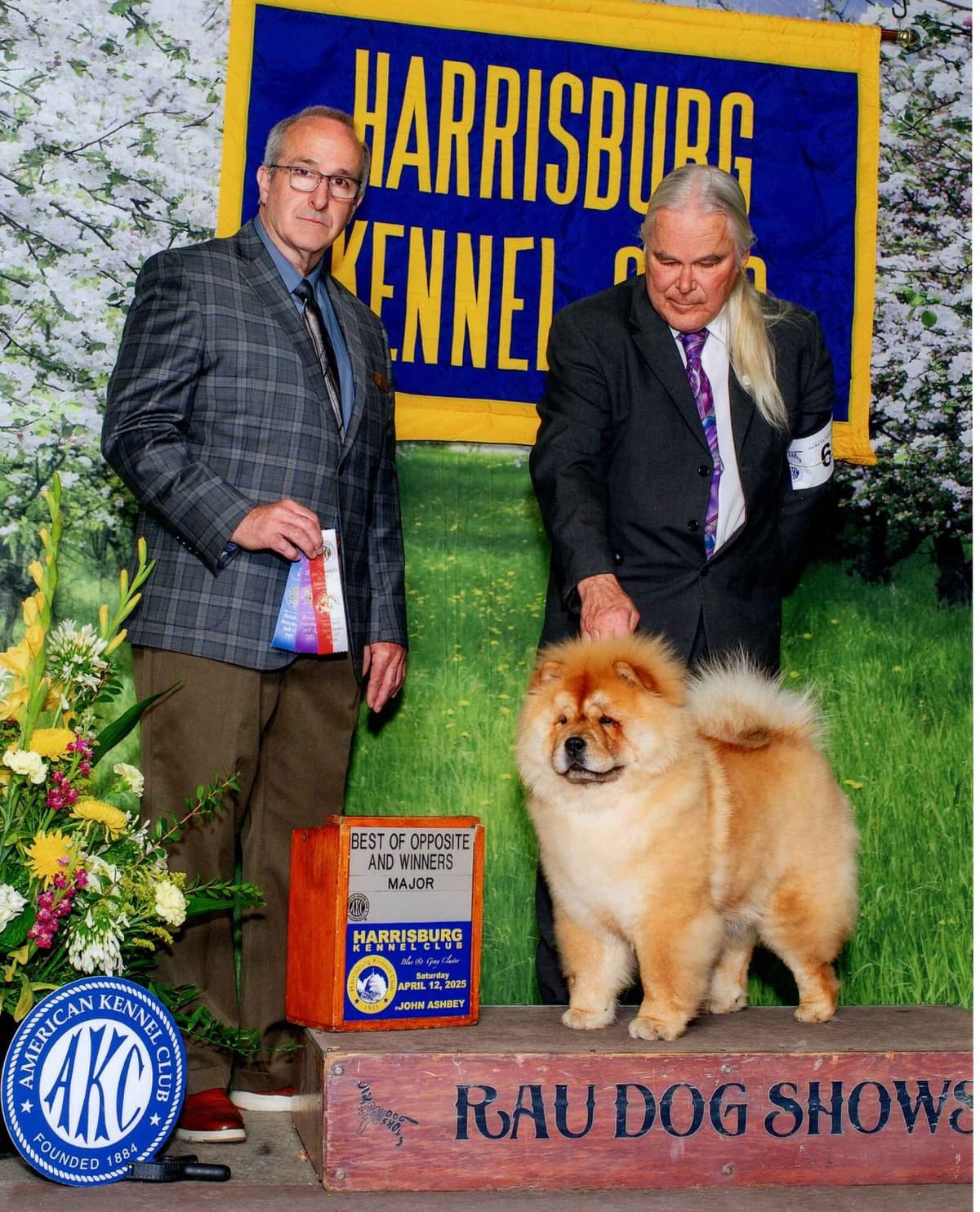 Grand Champion Sired 2 smooth Chow Chow Puppies Available breeder image 25