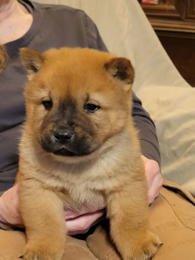 Grand Champion Sired 2 smooth  Chow Chow Puppies Available media 13