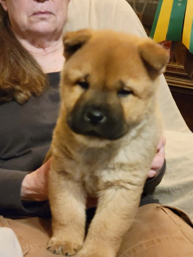 Grand Champion Sired 2 smooth  Chow Chow Puppies Available media 14