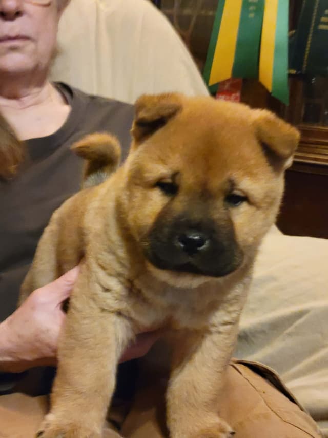 Grand Champion Sired 2 smooth  Chow Chow Puppies Available media 15