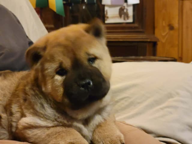Grand Champion Sired 2 smooth  Chow Chow Puppies Available media 16