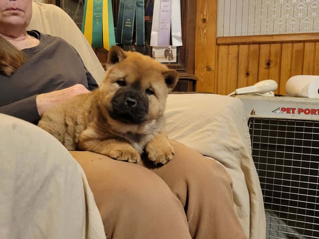 Grand Champion Sired 2 smooth  Chow Chow Puppies Available media 17