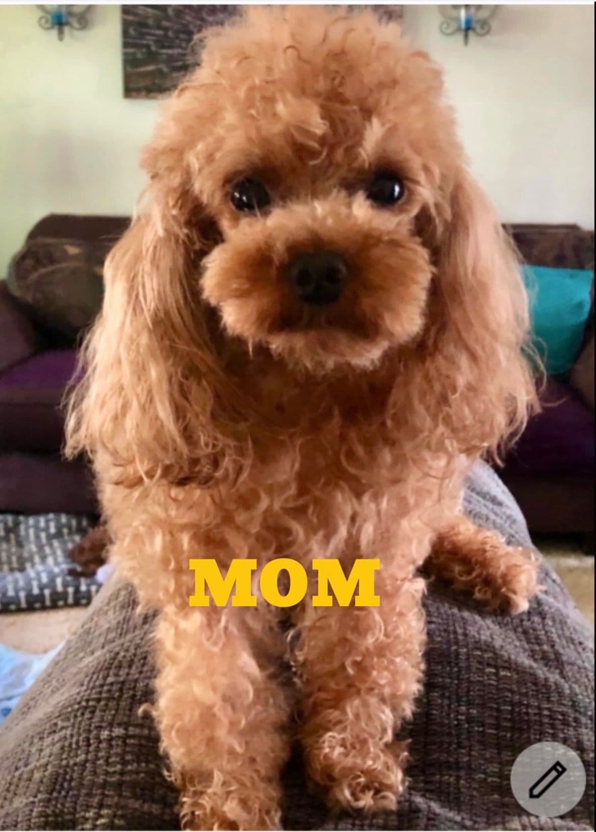 Poodle Puppies breeder image 3