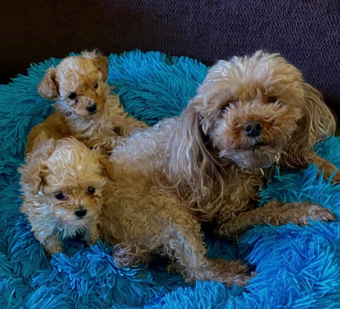 Poodle Puppies breeder image 4