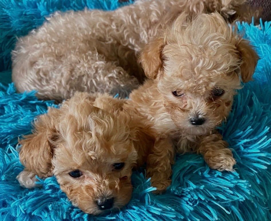 Poodle Puppies breeder image 6
