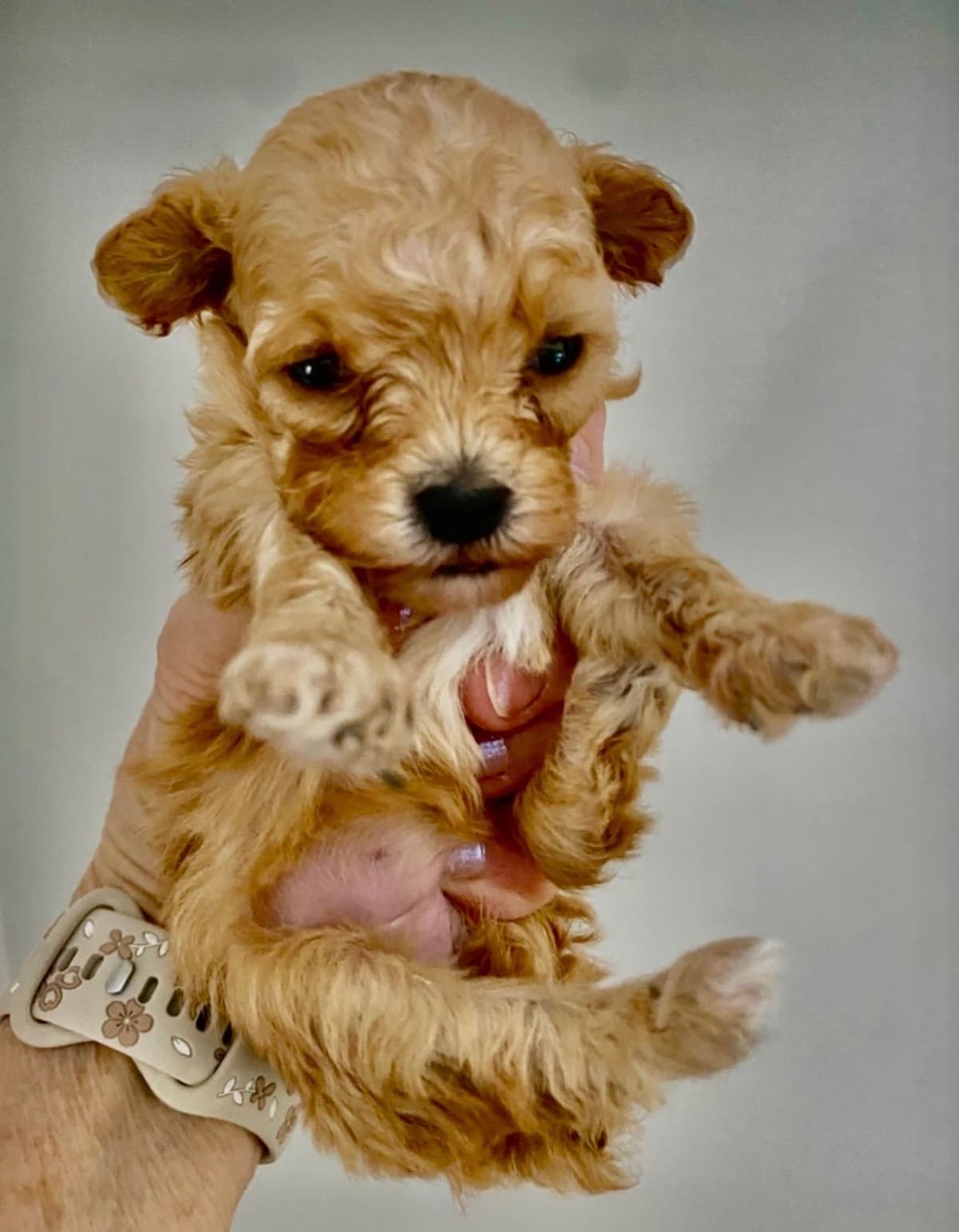 Poodle Puppies breeder image 7