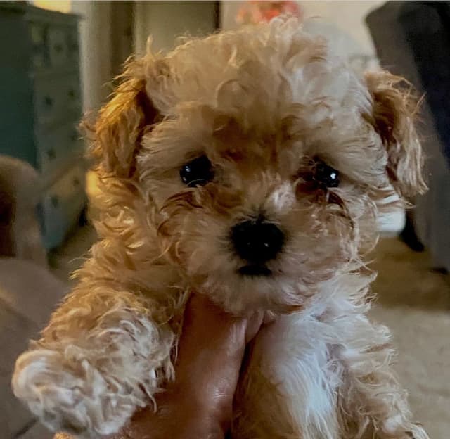 Poodle Puppies media 3