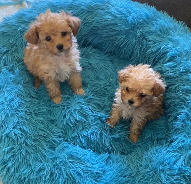 Poodle Puppies media 5