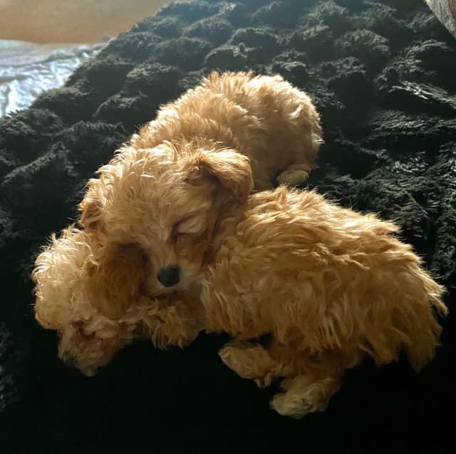 Poodle Puppies media 6