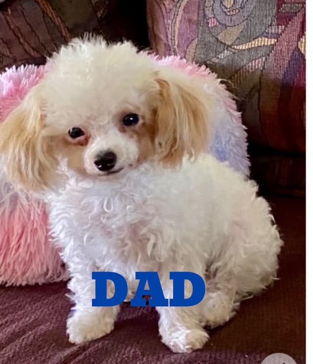 Poodle Puppies media 8