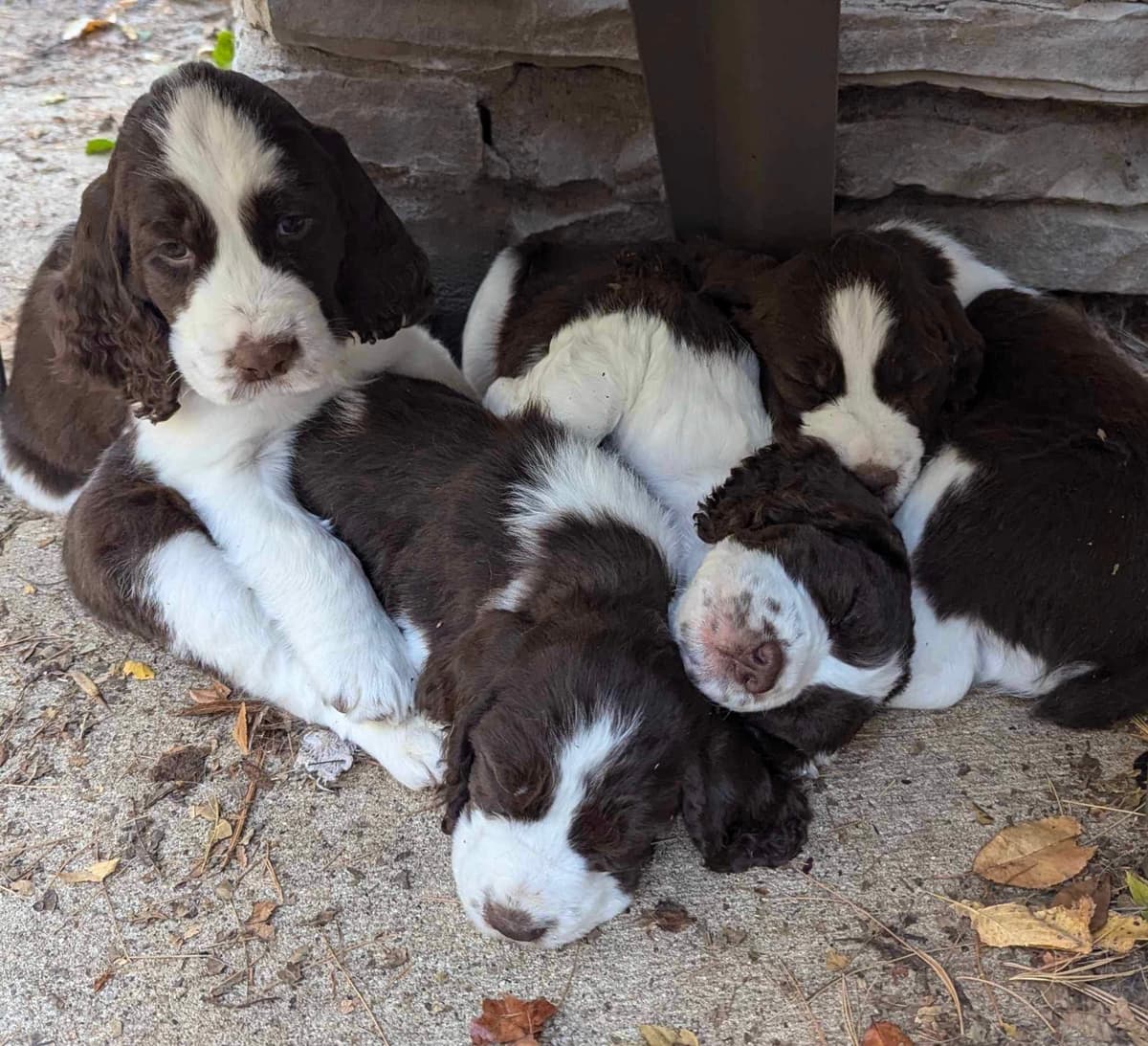 English Springer Spaniel Puppies breeder image 1