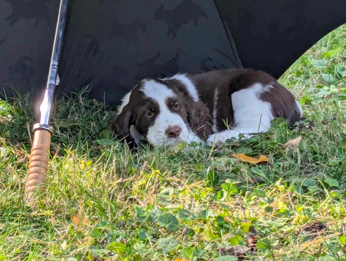 English Springer Spaniel Puppies breeder image 2