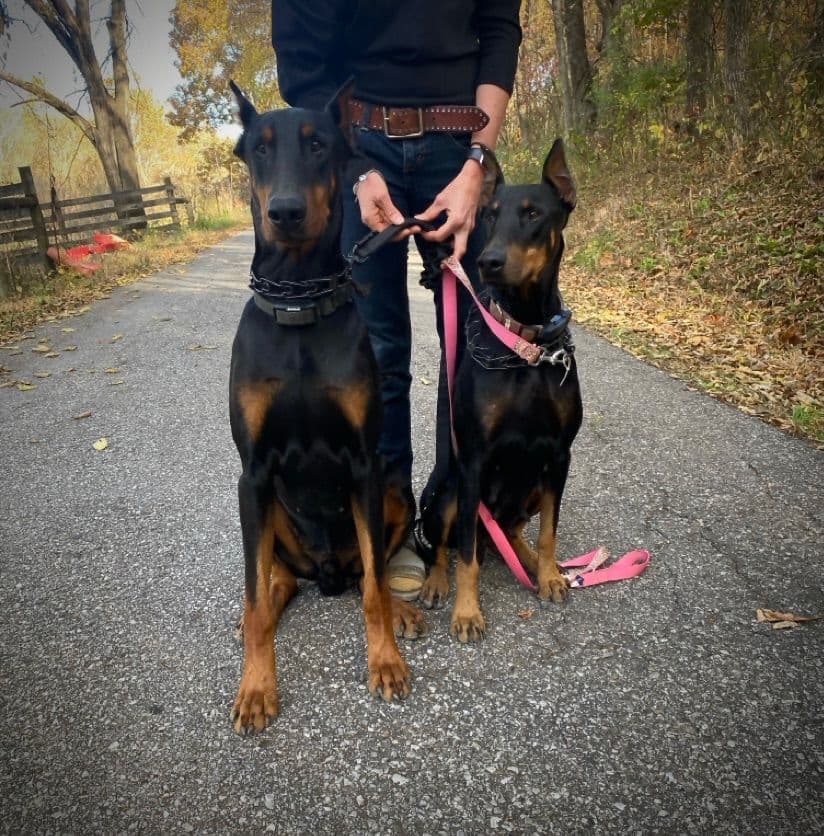 Doberman Pinscher Puppies breeder image 1