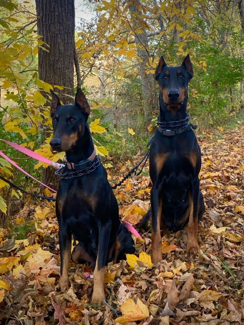Doberman Pinscher Puppies breeder image 2