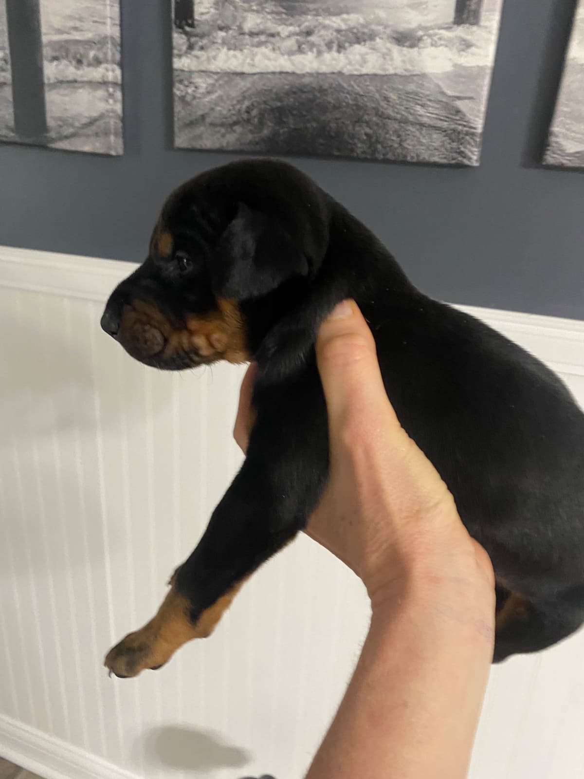 Doberman Pinscher Puppies breeder image 3