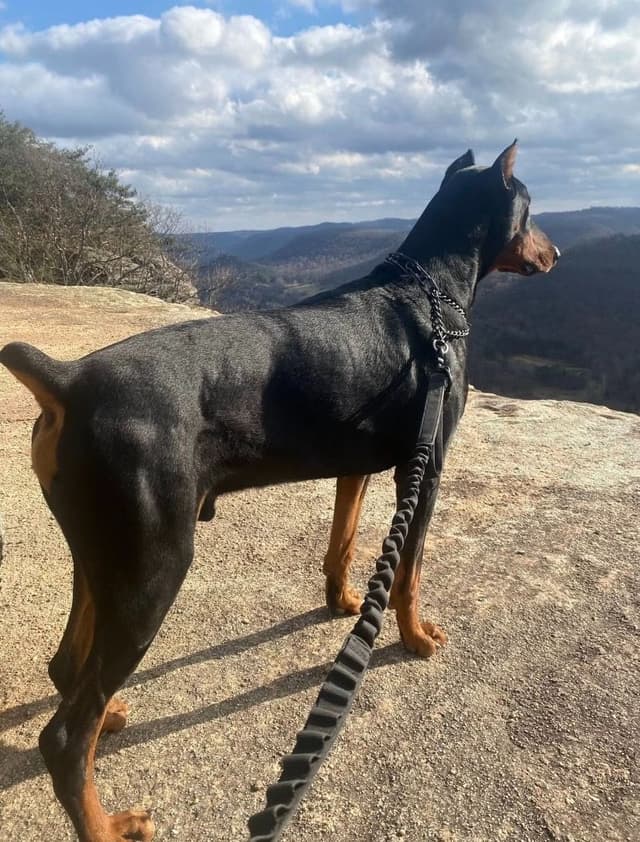 Doberman Pinscher Puppies media 2