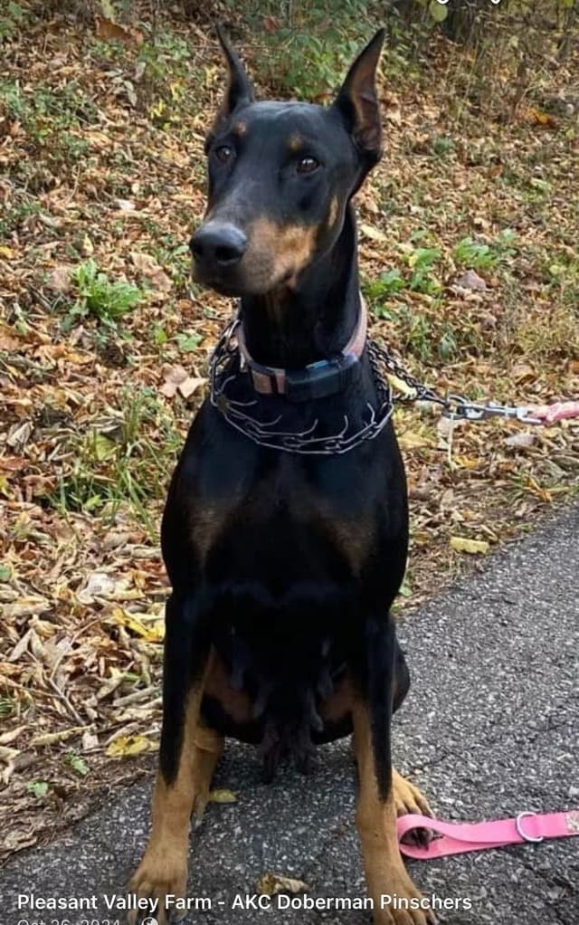 Doberman Pinscher Puppies media 4