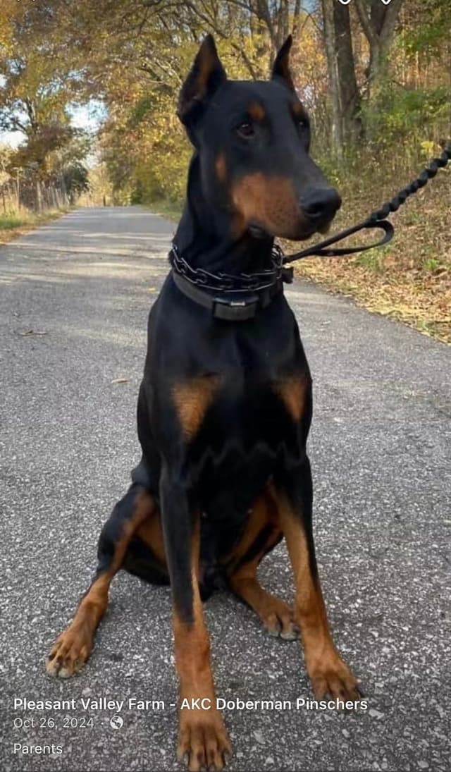 Doberman Pinscher Puppies media 3