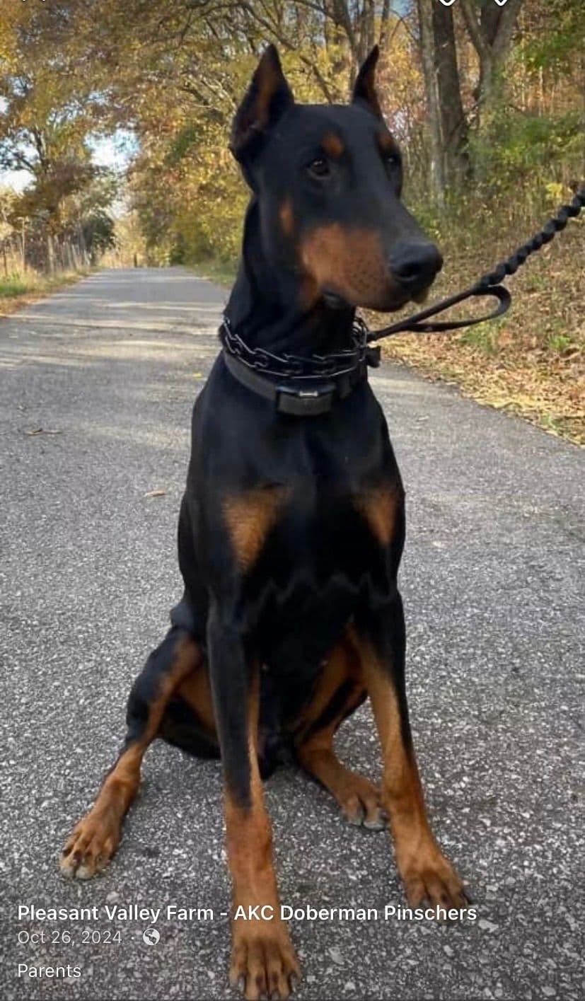 Doberman Pinscher Puppies breeder image 4