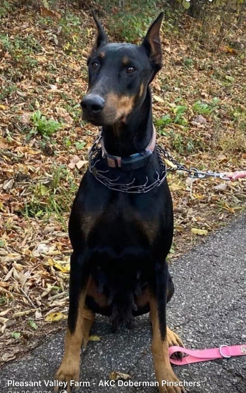 Doberman Pinscher Puppies breeder image 6