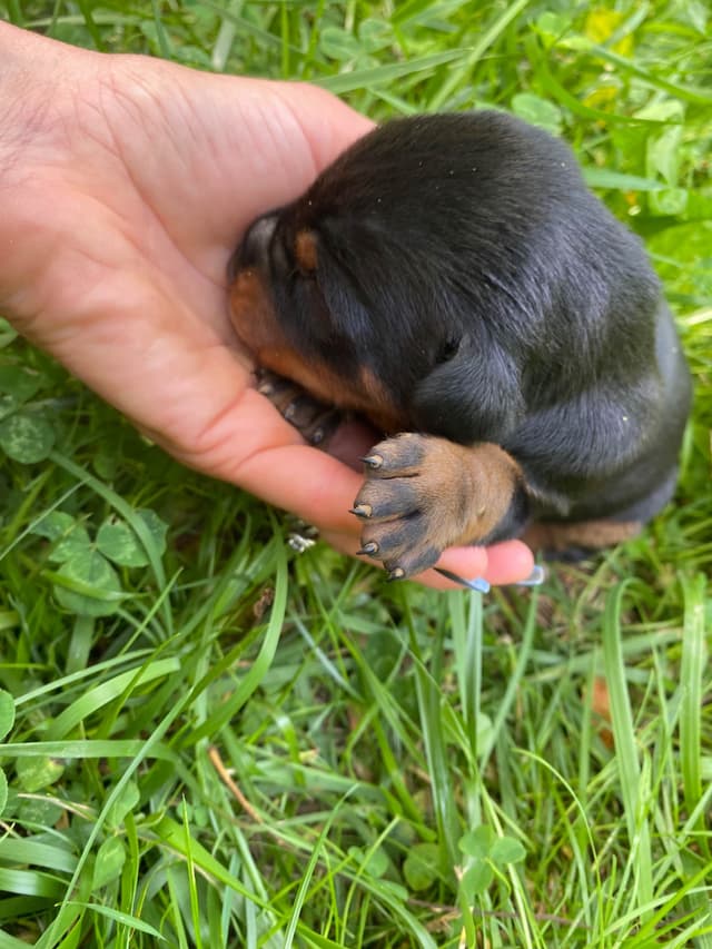 Doberman Pinscher Puppies media 5