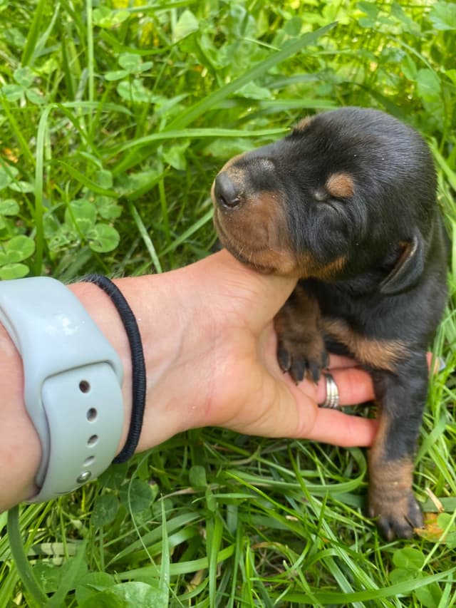 Doberman Pinscher Puppies media 7