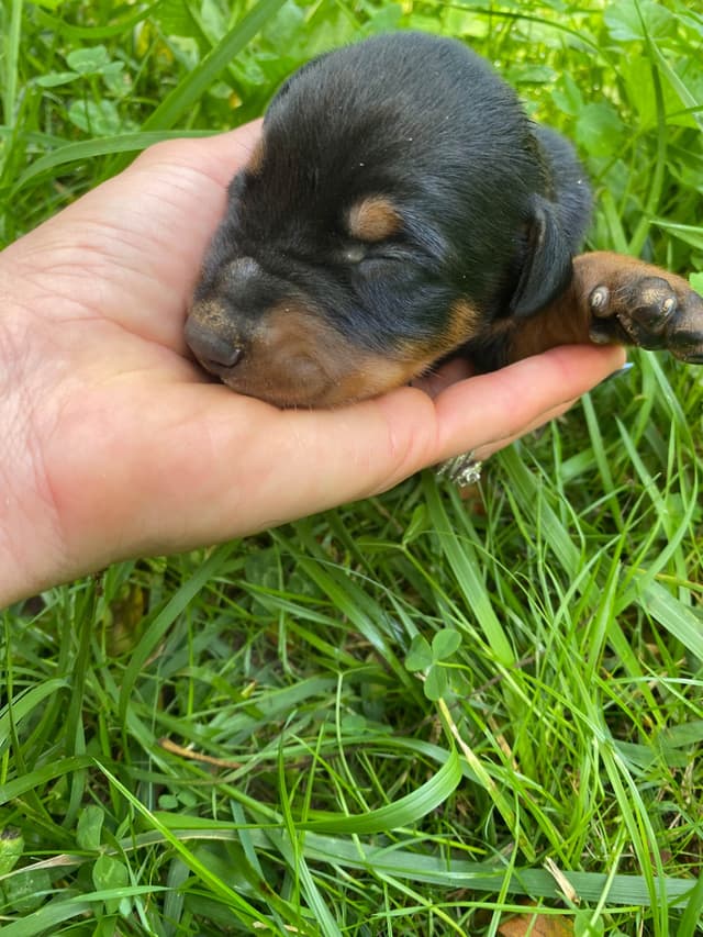 Doberman Pinscher Puppies media 6