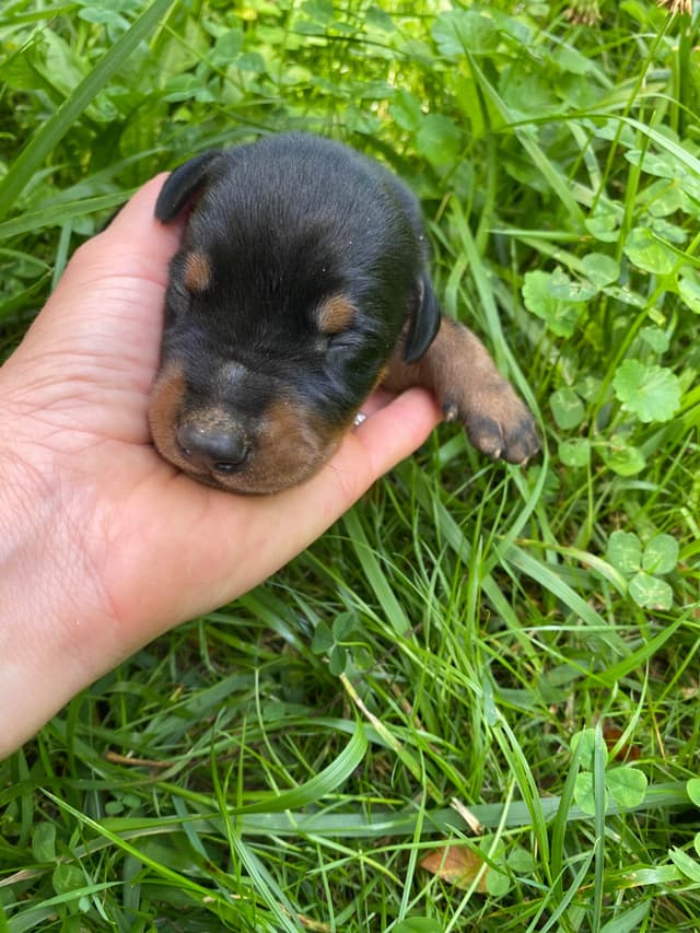 Doberman Pinscher Puppies media 9