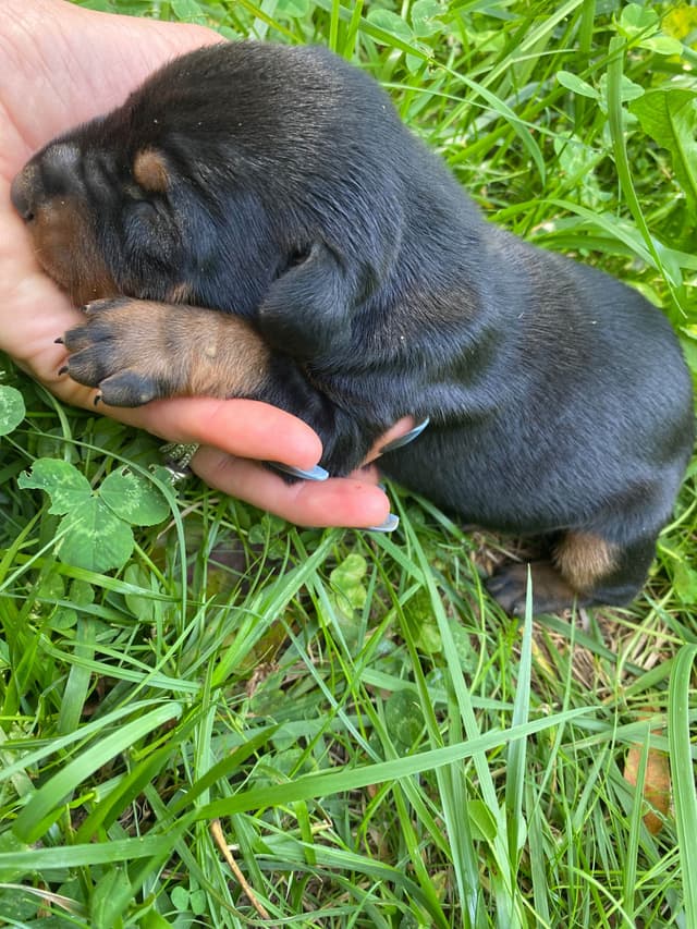 Doberman Pinscher Puppies media 8