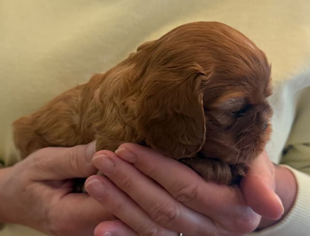 Cavalier King Charles Spaniel Puppy media 2