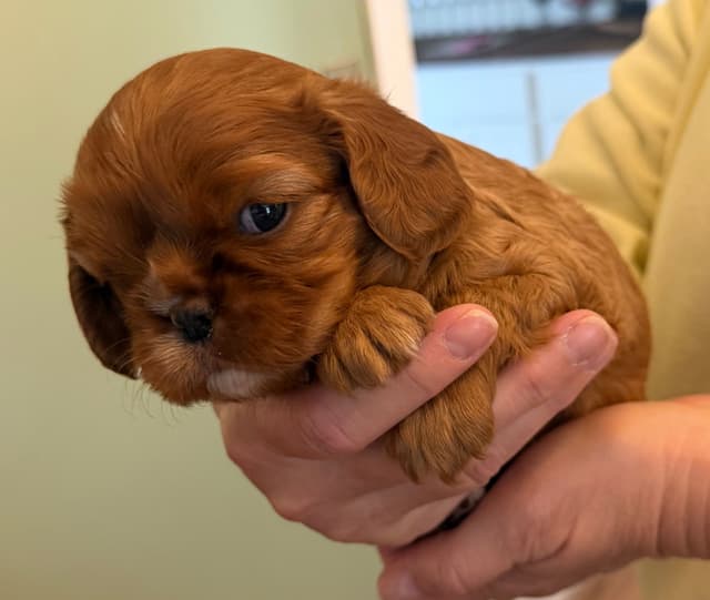 Cavalier King Charles Spaniel Puppy media 3