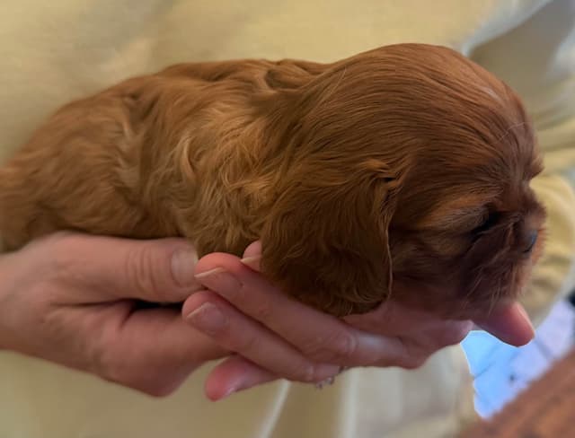 Cavalier King Charles Spaniel Puppy media 4