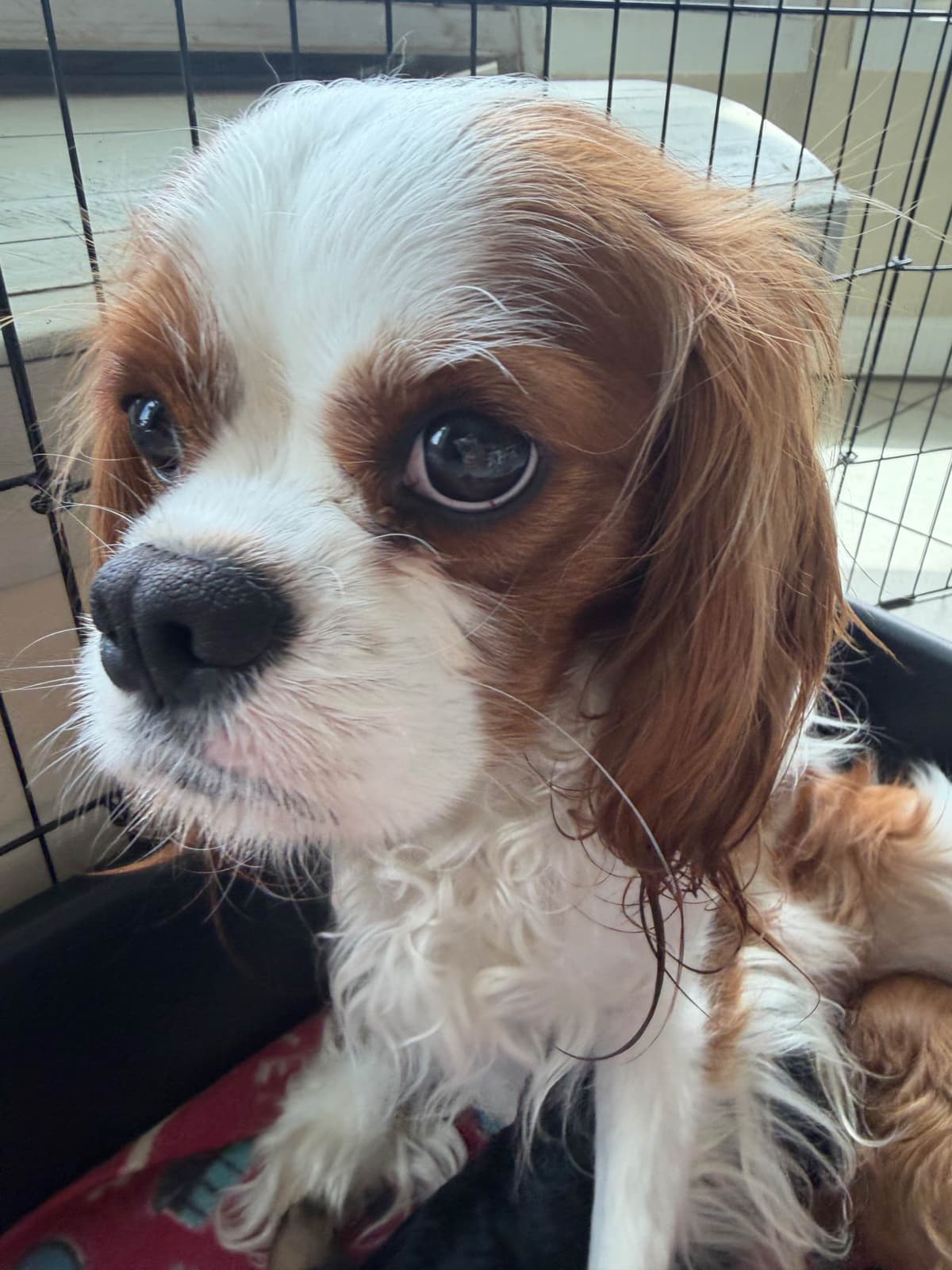 Cavalier King Charles Spaniel Puppy breeder image 1