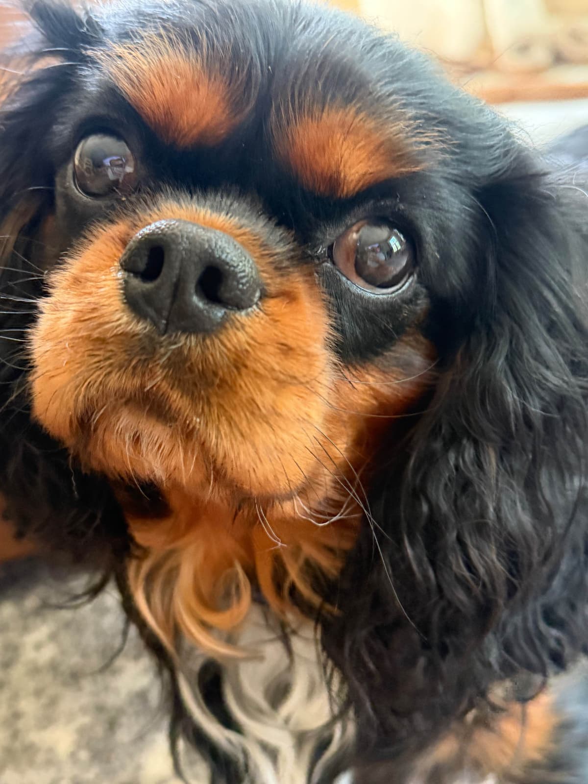 Cavalier King Charles Spaniel Puppy breeder image 3
