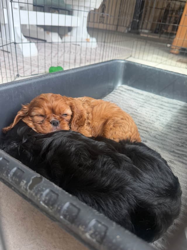 Cavalier King Charles Spaniel Puppy media 6
