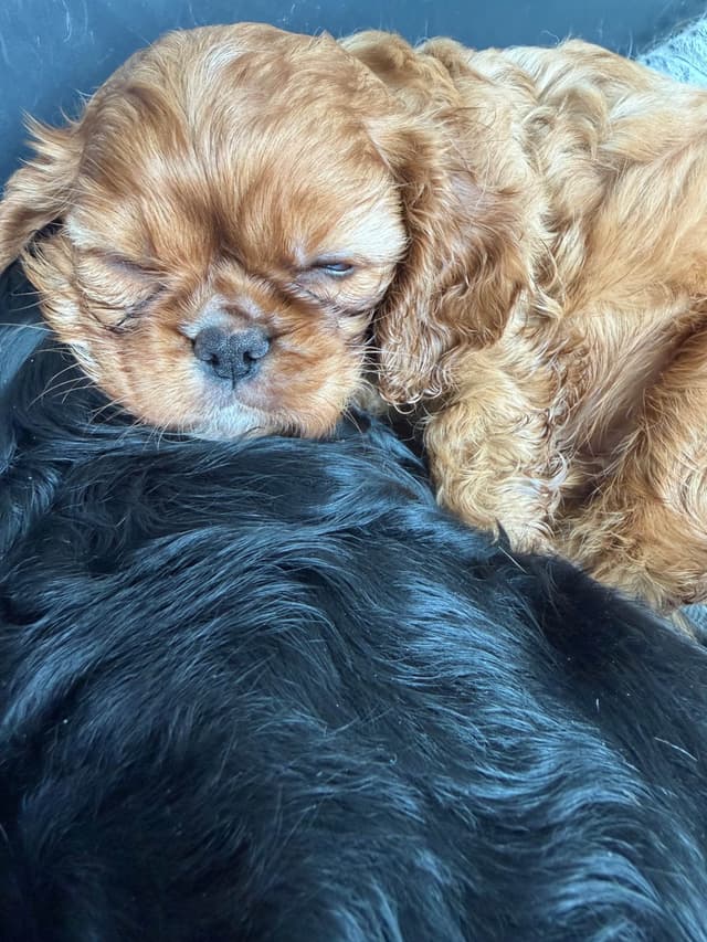 Cavalier King Charles Spaniel Puppy media 7