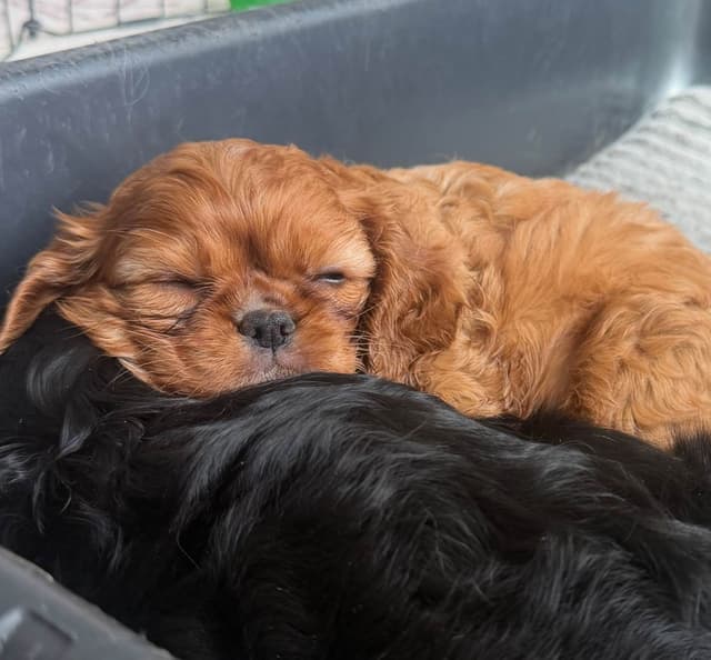Cavalier King Charles Spaniel Puppy media 8