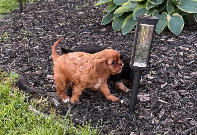 Cavalier King Charles Spaniel Puppy media 9