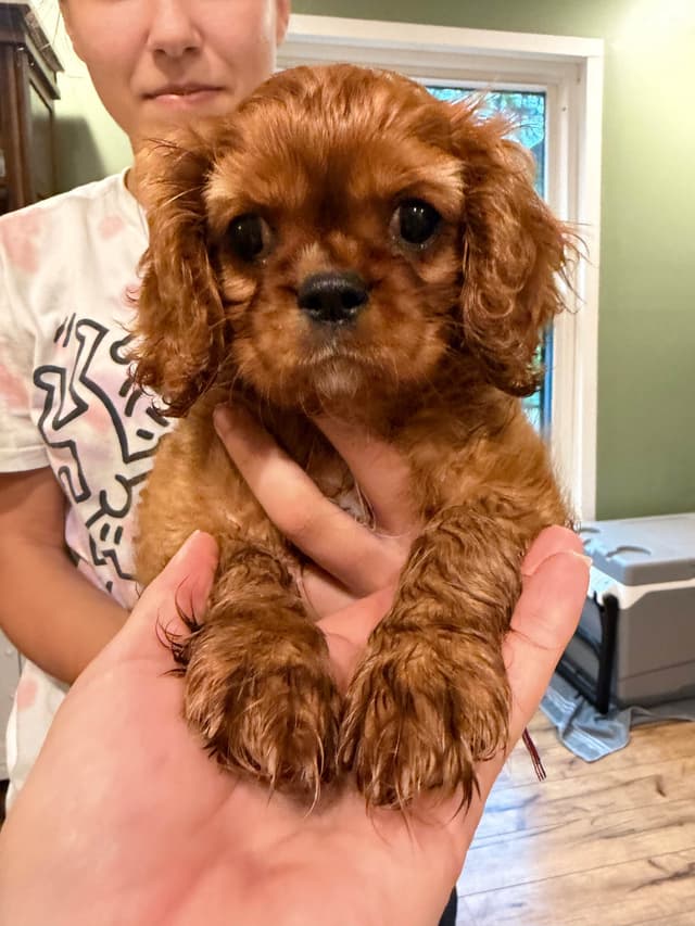 Cavalier King Charles Spaniel Puppy media 10