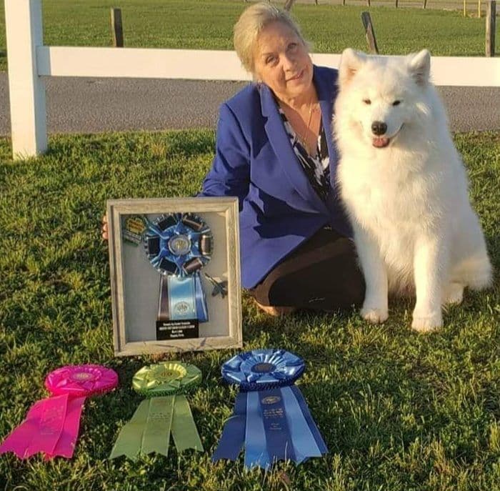 Samoyed Puppies breeder image 1