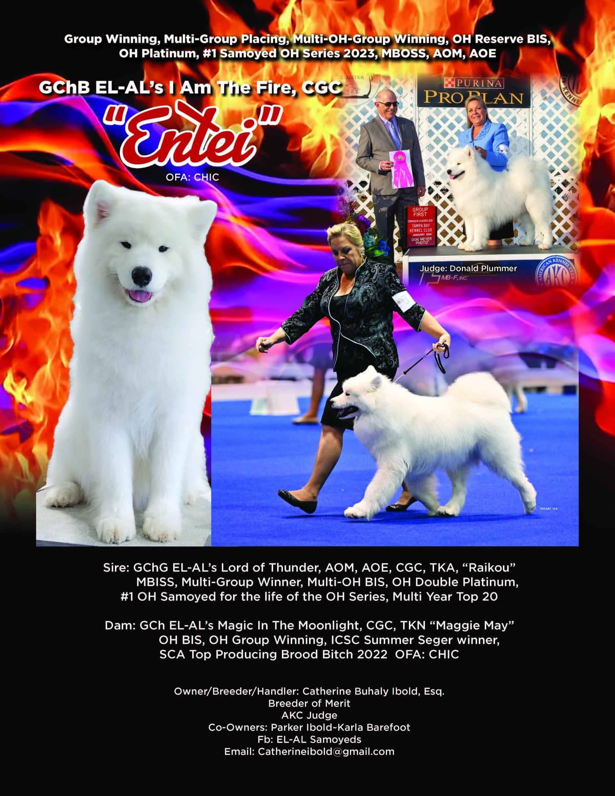 Samoyed Puppies breeder image 3