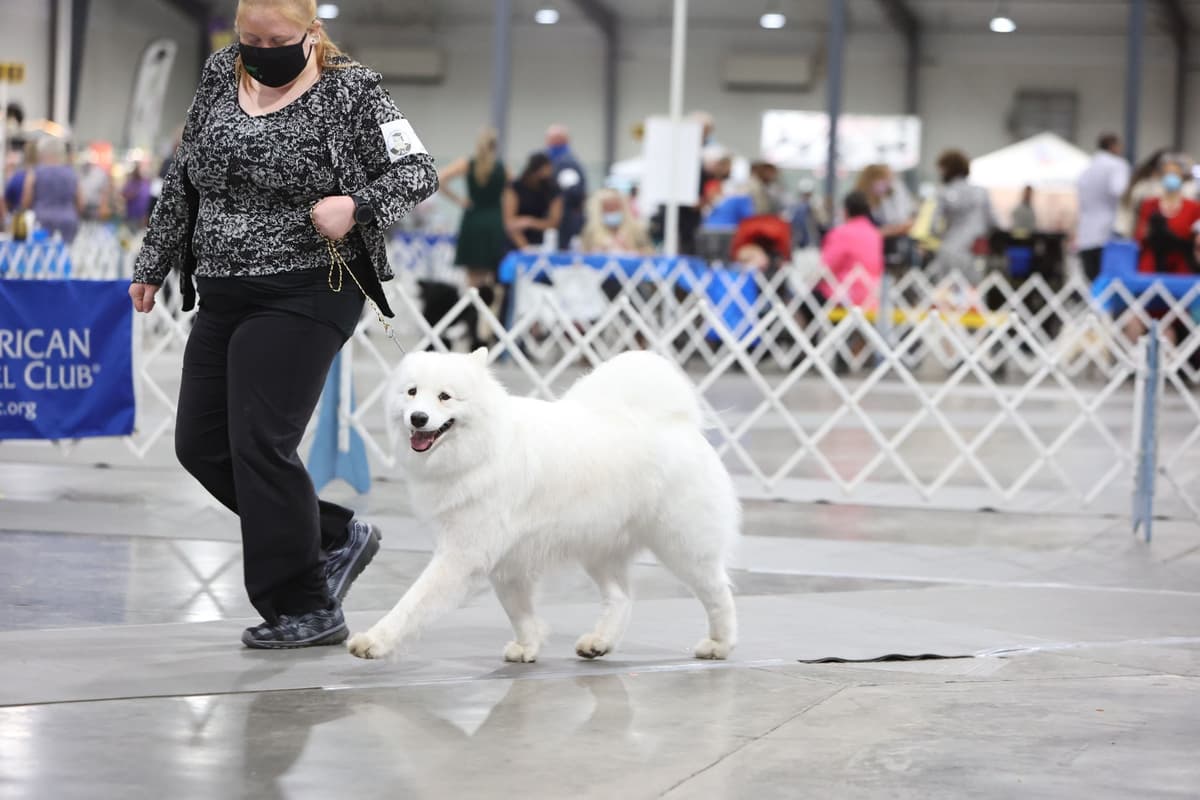 Samoyed Puppies breeder image 4