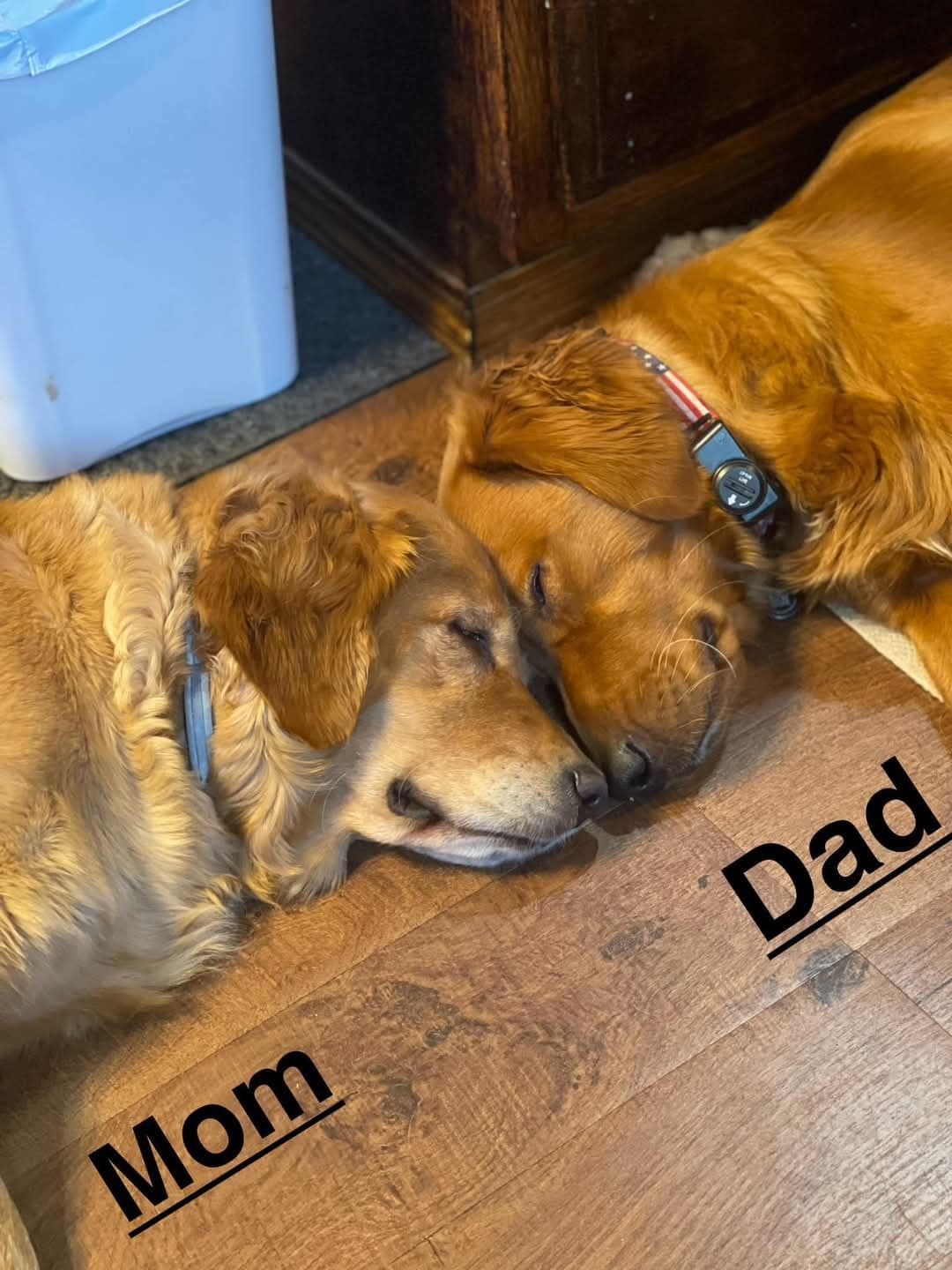 Golden Retriever pups breeder image 1