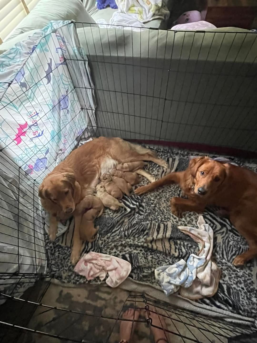 Golden Retriever pups breeder image 2