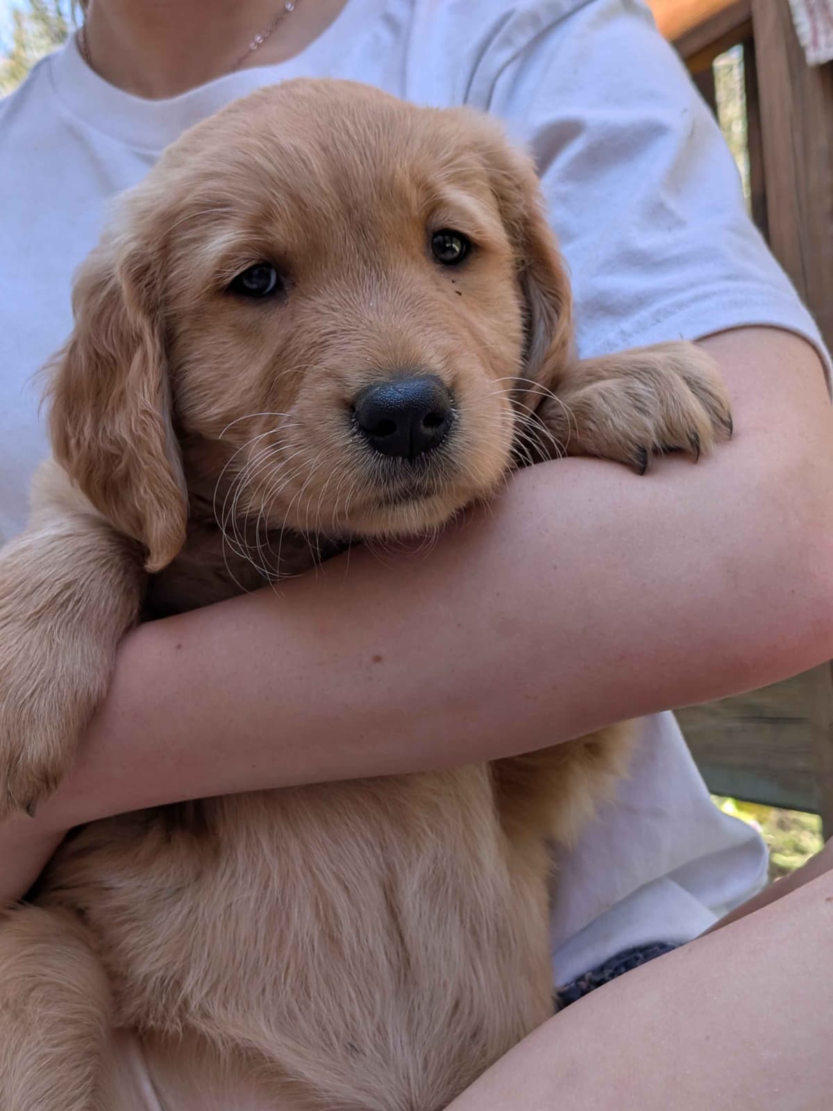 Golden Retriever pups breeder image 4