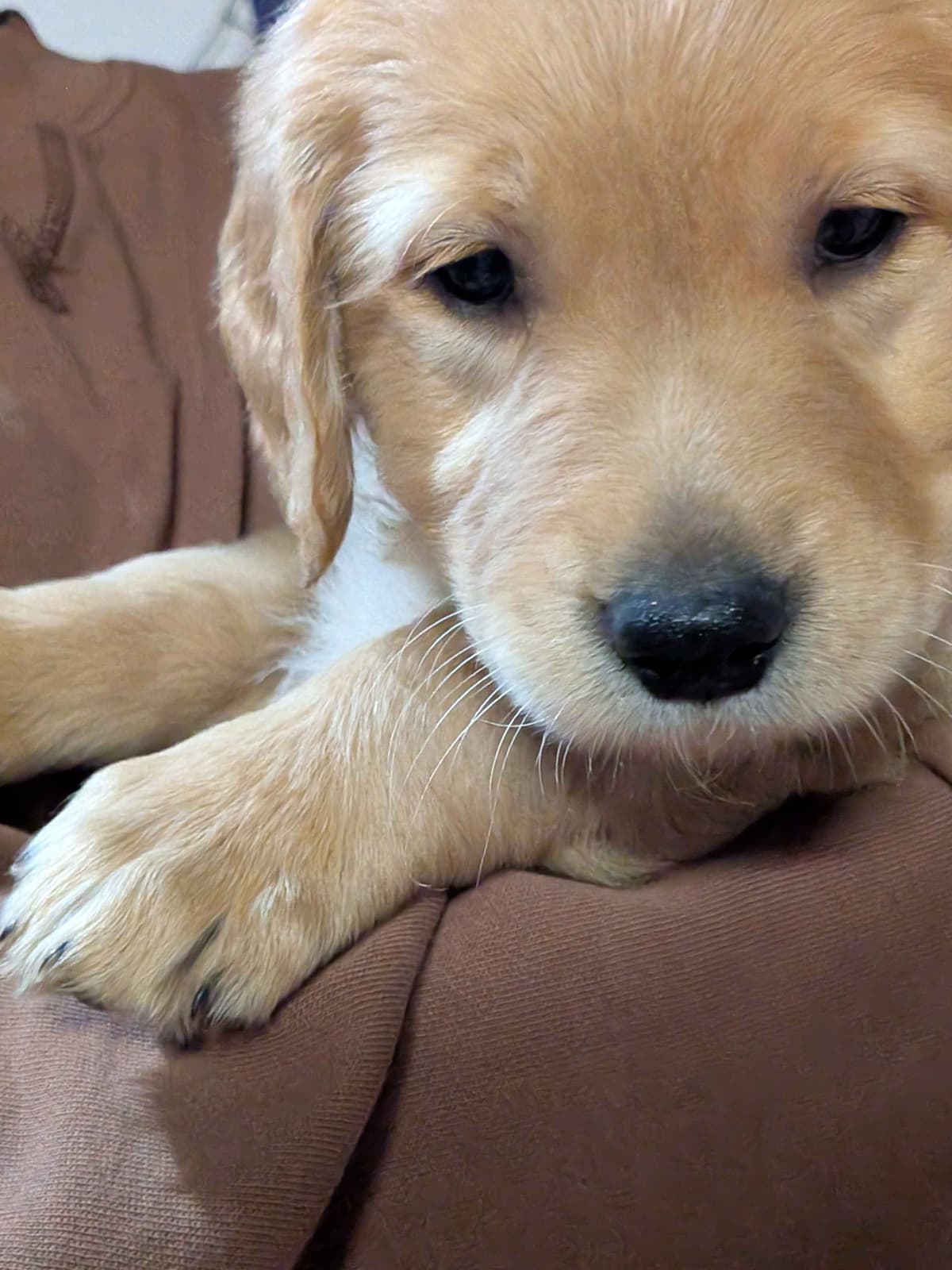 Golden Retriever pups breeder image 3