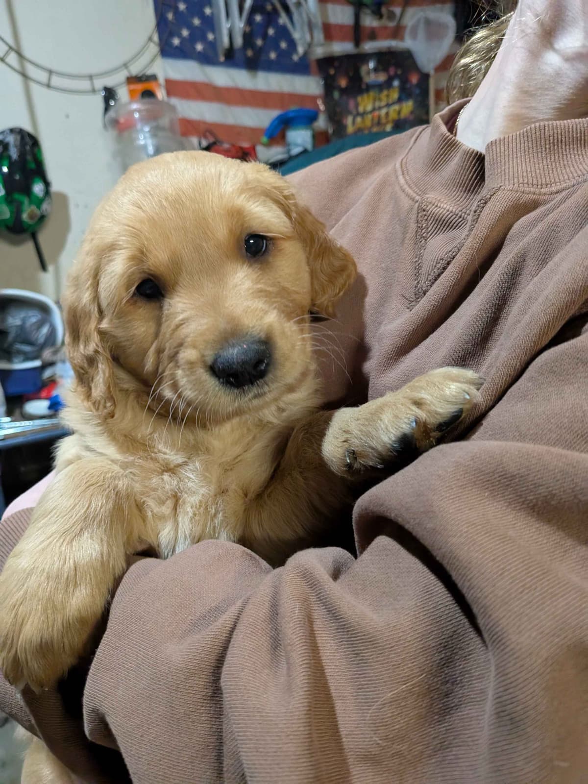Golden Retriever pups breeder image 6