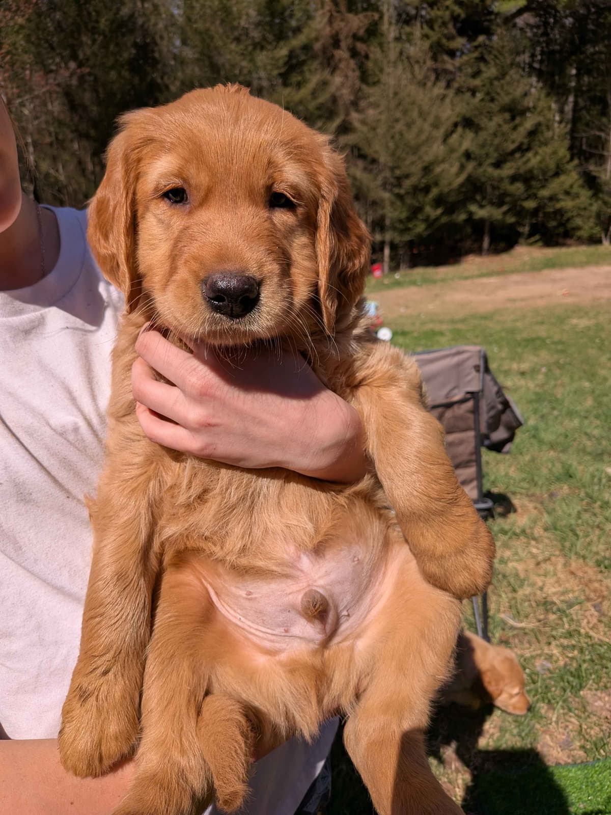 Golden Retriever pups breeder image 7