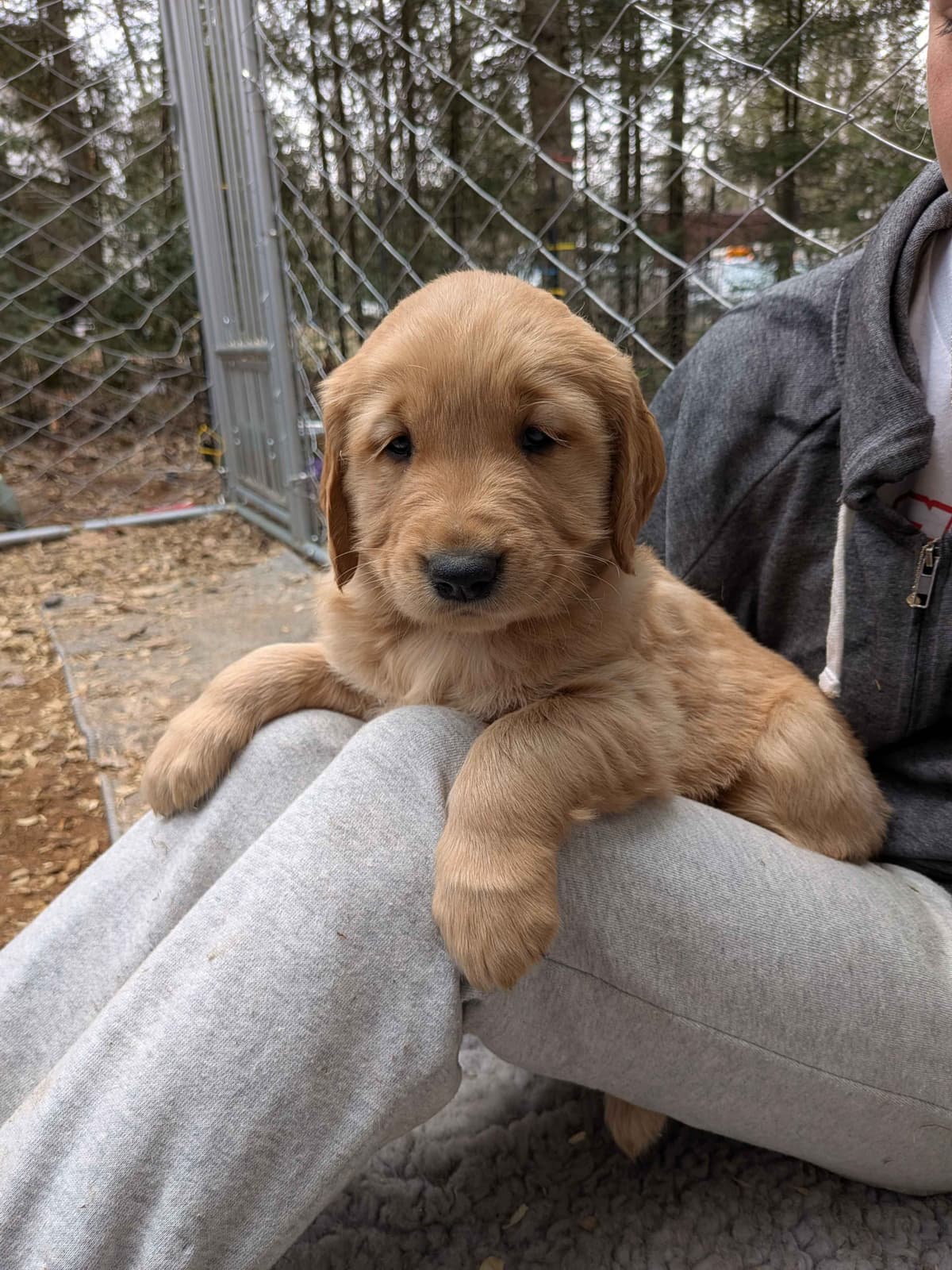 Golden Retriever pups breeder image 8